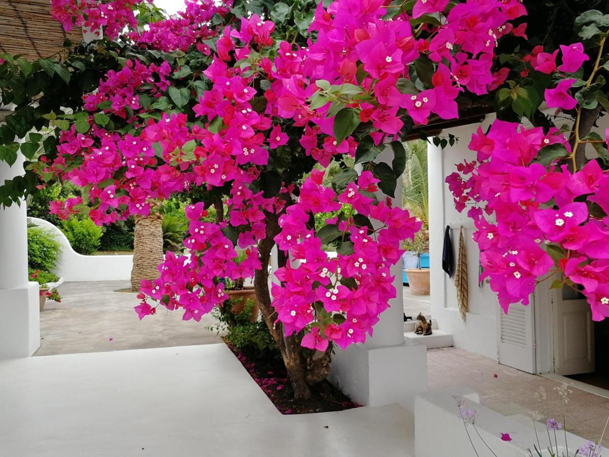 Casa Carlotta Bed & Breakfast Stromboli Dış mekan fotoğraf